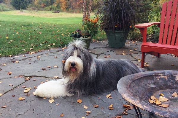 Bearded Collie. 