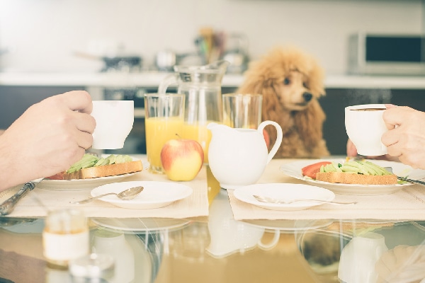Dog sitting at brunch with avocado toast and coffee.