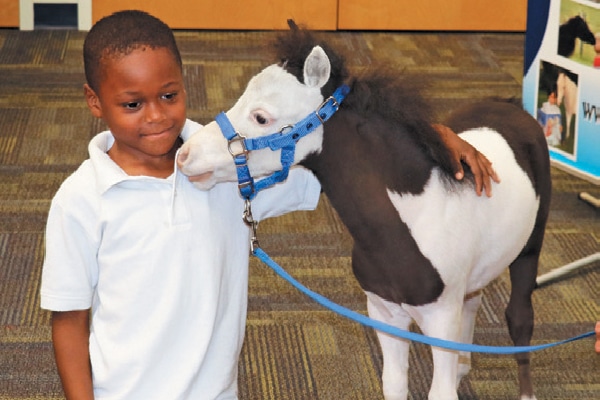 Miniature Horses make wonderful therapy animals. Photography courtesy Gentle Carousel Miniature Therapy Horses.