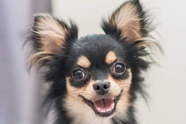 a chihuahua dog