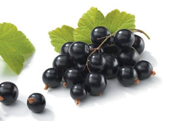 Black currant is packed with healthy antioxidants and phytochemicals. Photography GLA stands for gamma-linolenic acid, an omega-6 fatty acid. Photography ©GlobalP | Getty Images. 