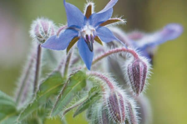 Borage has more GLA than any other oil. Photography ©GlobalP | Getty Images.