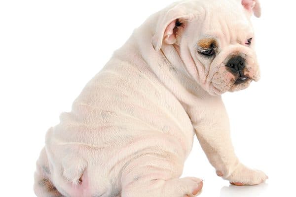 It is important to know when to spay or neuter your puppy. Photography ©WilleeCole | Getty Images.