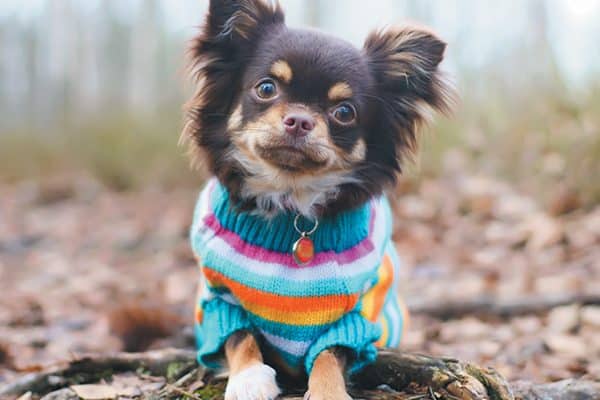 The Chihuahua dog is very sensitive to the cold weather. Photography ©Eudyptula | Getty Images.