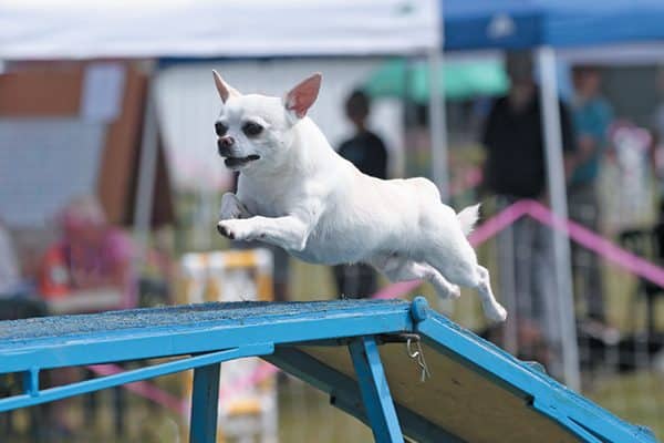 Small but mighty, the Chihuahua dog can excel in dog sports such as agility and rally. Photography Courtesy Lori Sage and Joe Camp.
