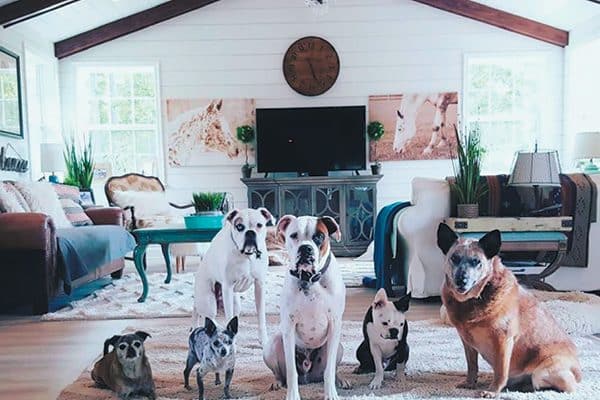 Christina Lee and her husband, Chris, have four deaf dogs: Nitro (Boxer), Bud (Boxer), Bowie (Boston Terrier) and Cornell (Heeler) and two hearing seniors: Tallulah (a Chug) and Pepe (Chihuahua). Photography Courtesy Christina Lee.