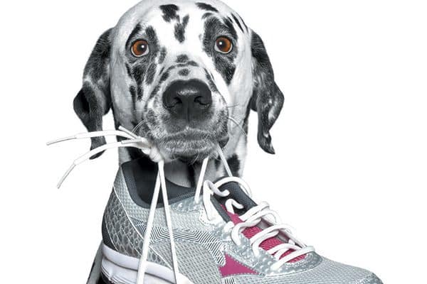 Your dog is helping you get ready for a walk by grabbing your shoes. Photography ©BilevichOlga | Getty Images.
