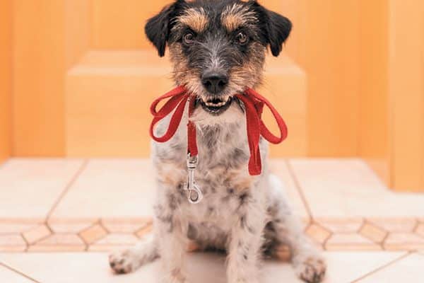 You're dog is ready for a walk if he is leashing up without you. Photography ©K_Thalhofer | Getty Images.