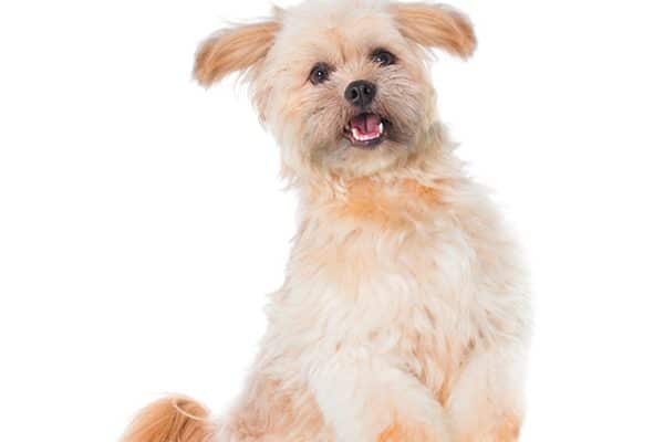 That tail wagging means your dog is ready to go. Photography ©RichLegg | Getty Images.