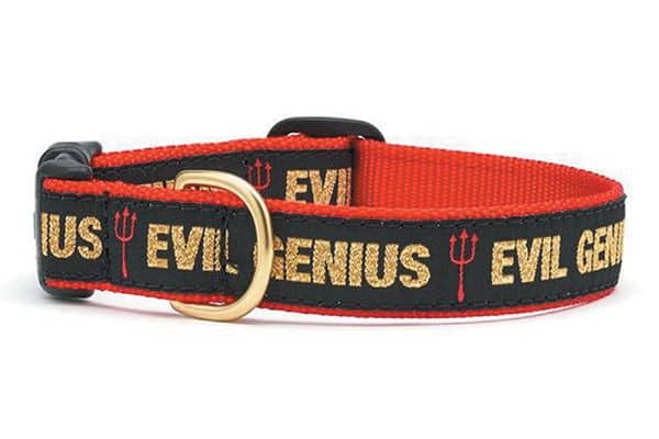 Evil Genius & Best Dog Ever Collars.