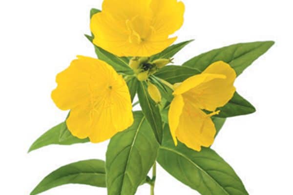 Evening primrose gets its name because the petals bloom at night. Photography ©GlobalP | Getty Images.