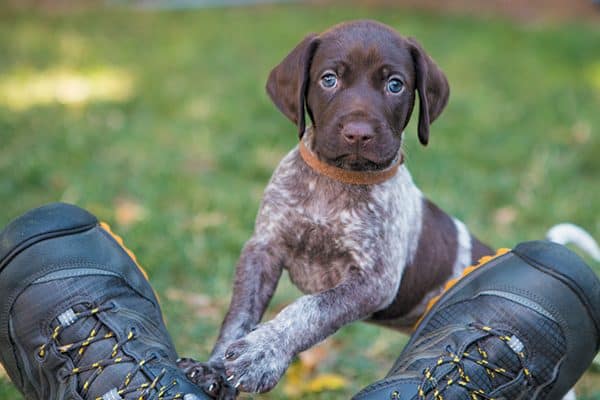 Make sure you decide who will be responsible for the care of the puppy. Photography © Mark Rogers Photography.