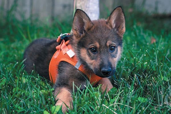 Decide beforehand on who will walk the dog. Have them attend training classes with the puppy on proper loose-leash walking. Photography © kirendia | Getty Images.