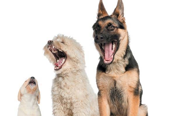 He will howl until you are ready. Photography ©GlobalP | Getty Images.