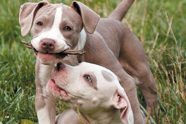 Puppies are full of fun and energy. Although another puppy the same age may respond with play bows, wagging tails and lots of excitement, older dogs may find all that energy. Photography © MisLis | Getty Images.