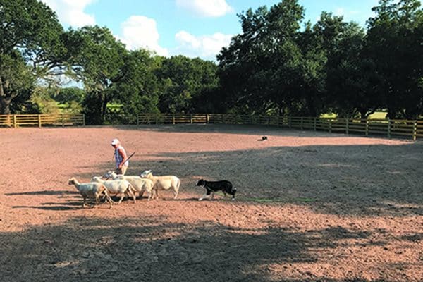 Check out the sheep herding at The Bonfire Texas 2018.
