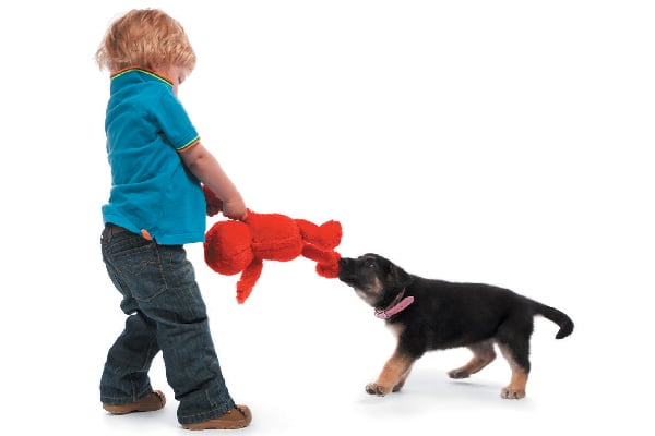 A boy and a dog fighting over a toy. 