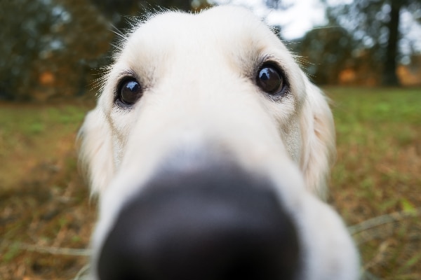 Golden Retriever dog nose close up. 