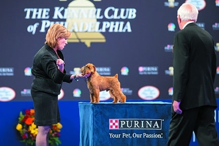 The champion Brussels Griffon “Newton” is ready to be examined by the judge as handler Susan DePew looks on during competition at The National Dog Show Presented by Purina in 2017. Representing the Toy Group, Newton won Best In Show.
