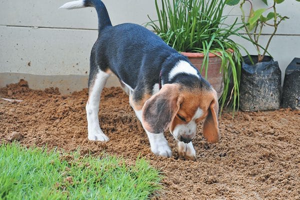 Focus the attention on a digging area instead of your flower garden. Photography ©ukjent | Getty Images.