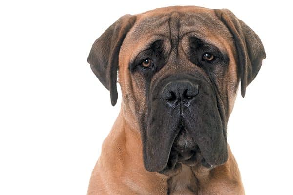 Always supervise interactions between children and dogs — no matter what the dog’s size may be. Photography © JackF | Getty Images.
