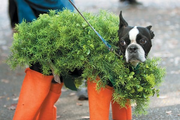 Make sure your dog is comfortable wearing shoes or booties. Photography ©Donald Bowers/Alamy Live News | Alamy Stock Photo.