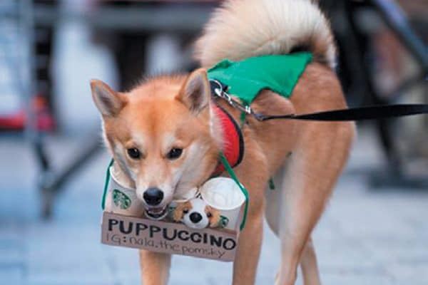 Nala the Pomsky won Cutest Costume as a "Puppuccino" at the 2017 Annual Doggone Halloween Costume Parade.