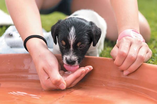 Make sure your dog stays hydrated outside. Photography ©K_Thalhofer | Getty Images.