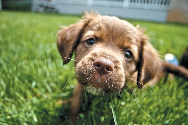 Don't let your dog have the independence to run all over your neighbor's yards. Photography ©MinnickMedia | Getty Images.