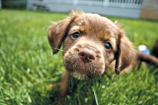 Don't let your dog have the independence to run all over your neighbor's yards. Photography ©MinnickMedia | Getty Images. 