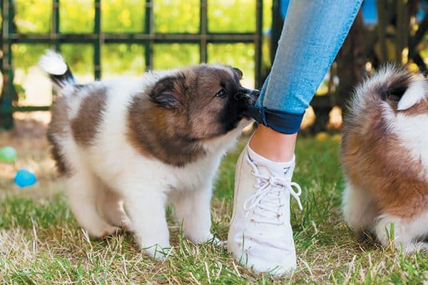 Puppies repeat behaviors that work for them. Photography ©chris-mueller | Getty Images.