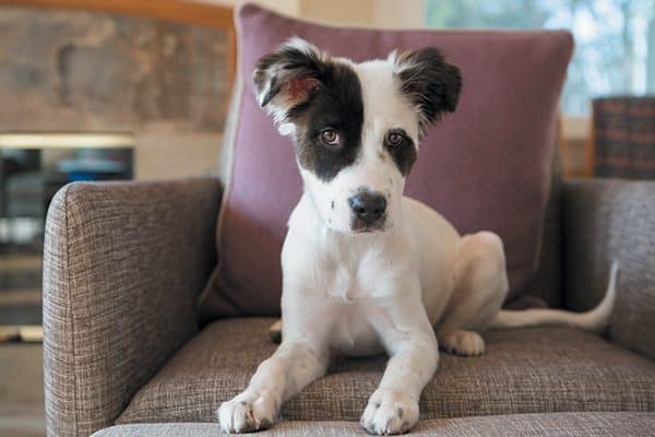 It's up to us as our puppy's guardian and advocate to teach him the behavior we want rather than correcting the behavior we don't want. Photography ©Mark Rogers.