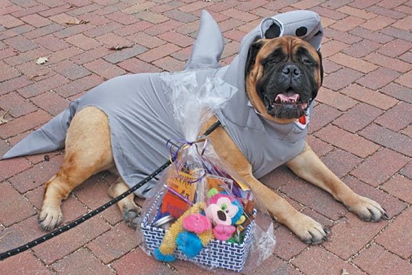 This Bullmastiff won Scariest prize at the 2017 Geneva Park District Howl o’ ween Dog Parade.