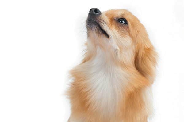 It's often easier to care for two small dogs than two big ones. Photography © GlobalP | Getty Images.