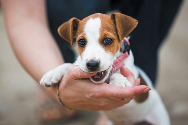 If your puppy starts to chew on you, remain calm. Offer her another “toy” as a distraction. Get some new toys if her interest fades in the old ones. Photography ©castenoid | Getty Images.