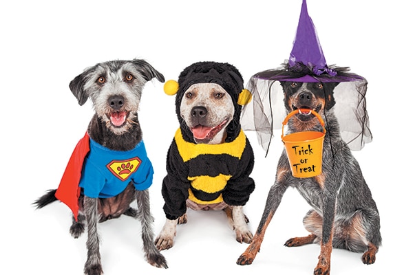 Costumes aren't the only way to decorate your dog this Halloween. Photography ©adogslifephoto | Getty Images.