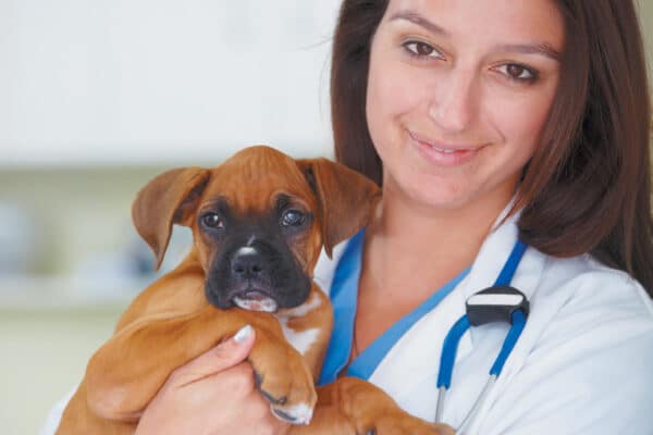 Discuss with your veterinarian which vaccinations for dogs are required by law in your state. Photography ©PeopleImages | Getty Images.