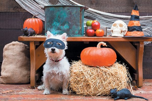 Stock you canine Halloween party with treats for pups. Photography ©peanut_roaster | Getty Images.