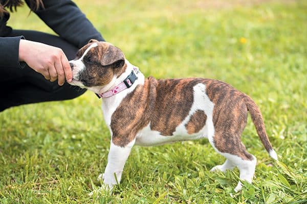 The first month is the most critical month of your dog's life so it's important to follow proper puppy training. Photography ©sssss1gmel | Getty Images.