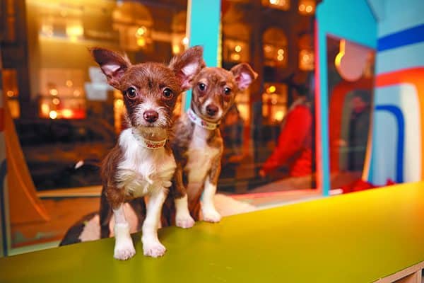 Check out SFSPCA's December 2018 Holiday Windows at Macy's. 