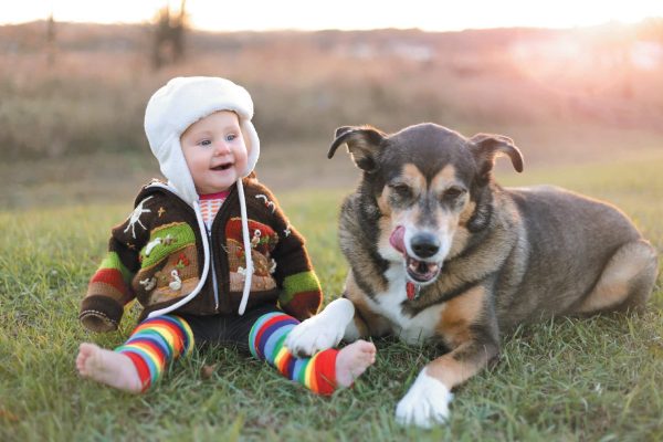 Old dogs may settle in more quickly than a puppy. Photography ©ChristinLola | Getty Images.