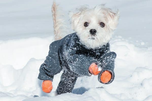 Do you have a snow puppy? Take a video of him playing in the snow. Photography ©DavidClarine Getty Images. 