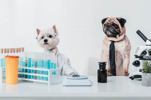 You dog may be eligible to participate in clinical trials to help with research. Photography ©LightFieldStudios | Getty Images.