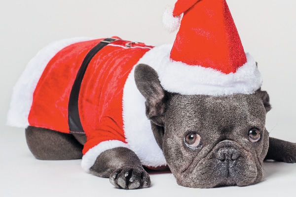 A dog in a Santa outfit. 