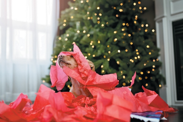 A dog in wrapping and tissue paper.