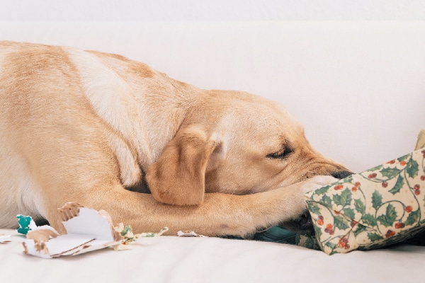 A dog unwrapping or biting a gift. 