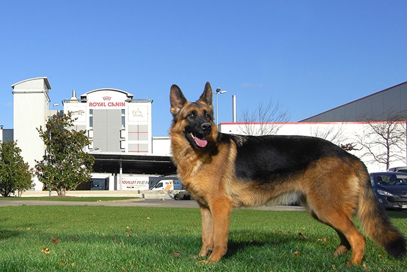 Royal Canin celebrates 50 years with The Future of Animal Companionship conference.