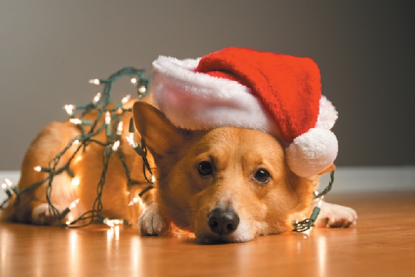 Dog in Santa hat wrapped up in Christmas lights.