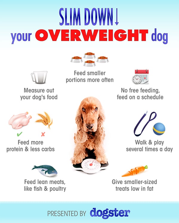 overweight dog diet plan
