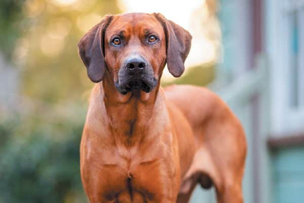 rhodesian ridgeback obedience
